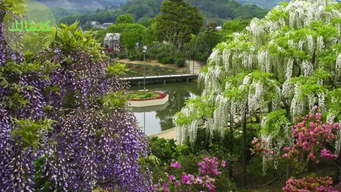حديقة أشاكيكا في اليابان