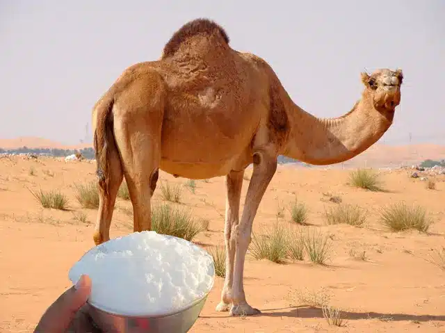 فوائد حليب الابل