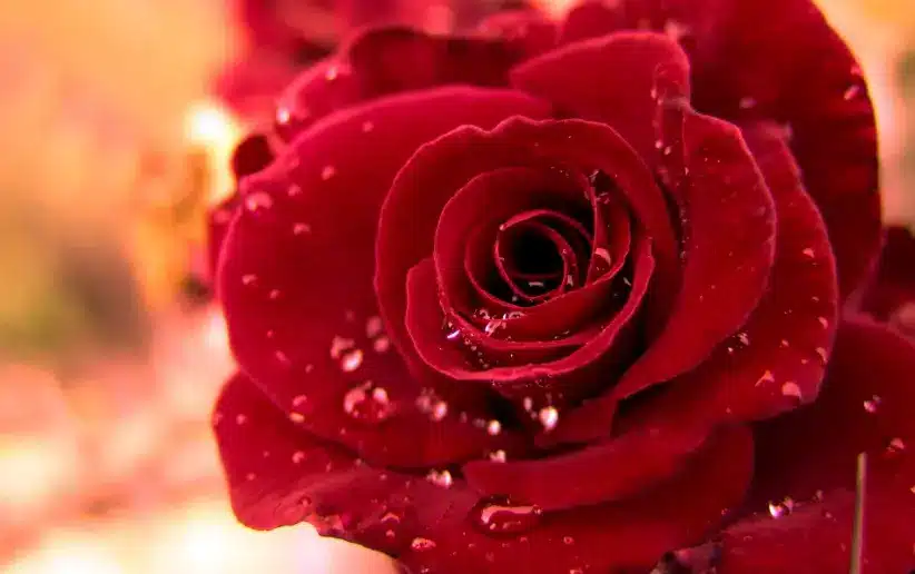 عبارات عن الجمال
